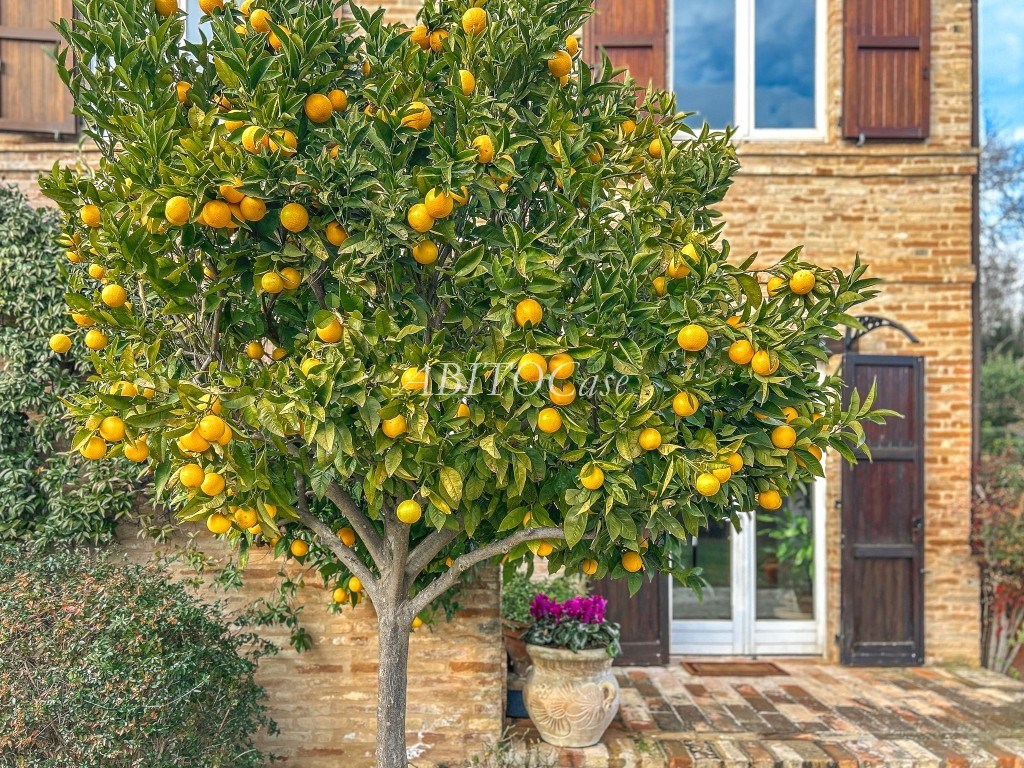Casale Cosaro