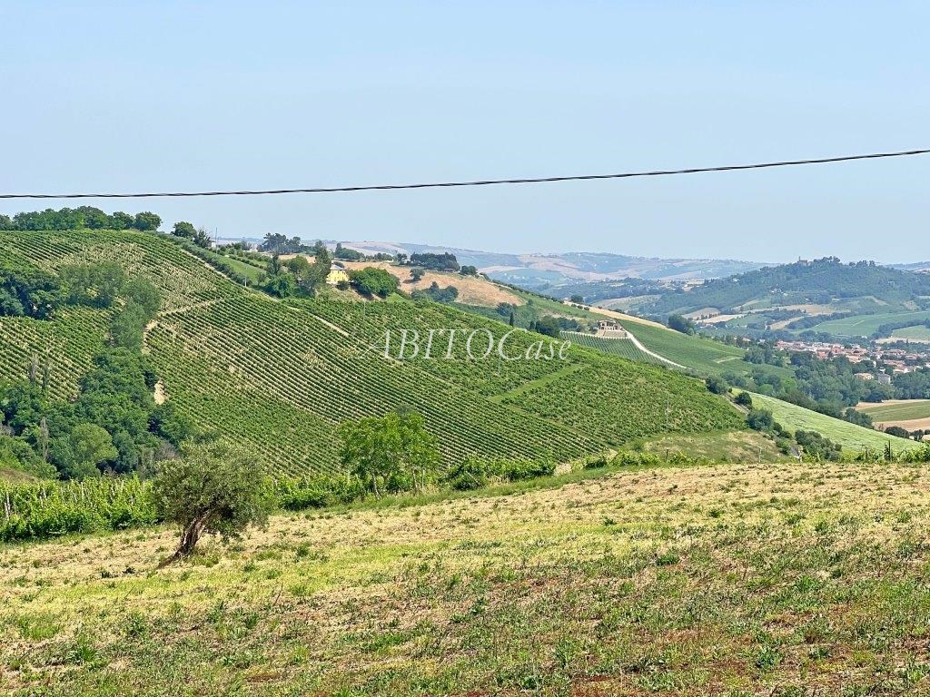 Casale Verdicchio