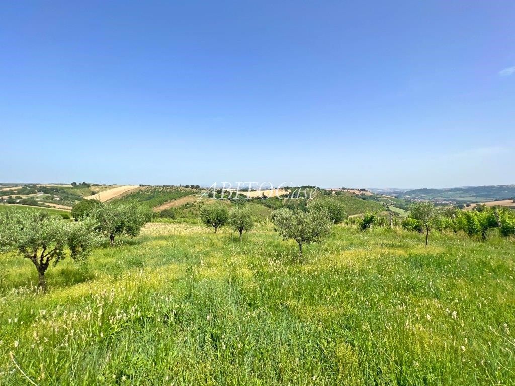 Casale Verdicchio