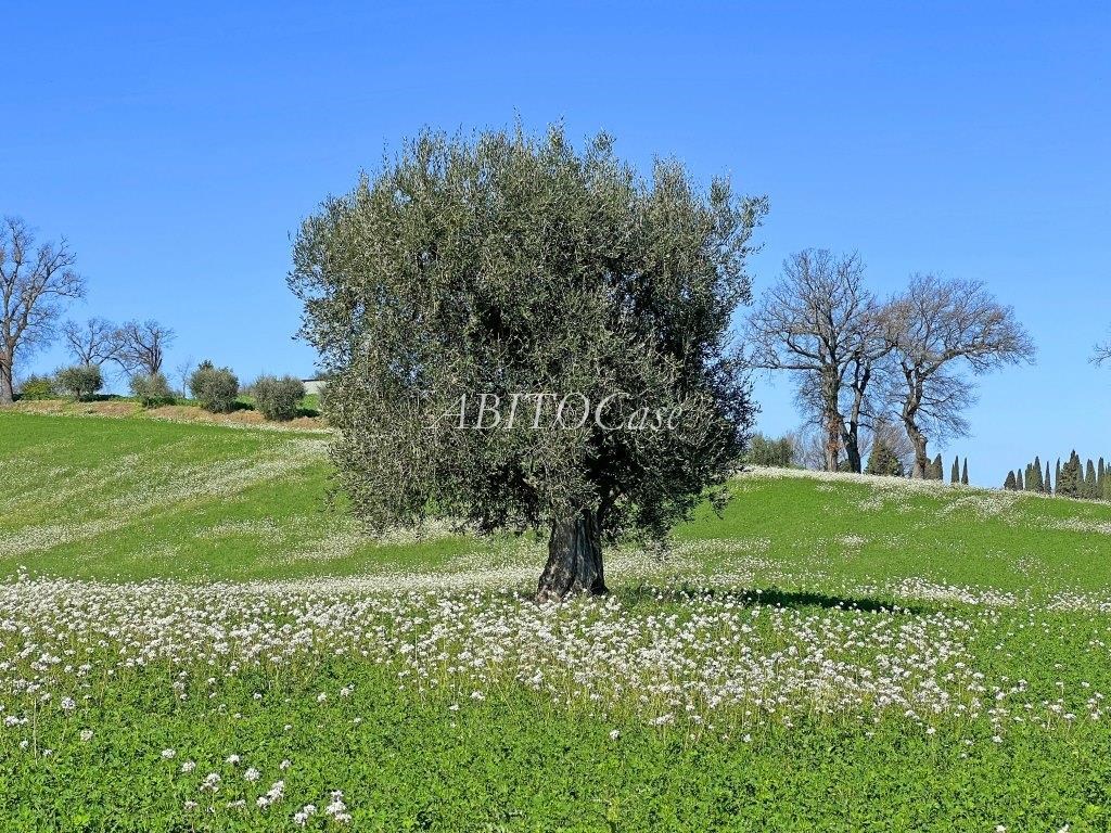 Casale Torretta