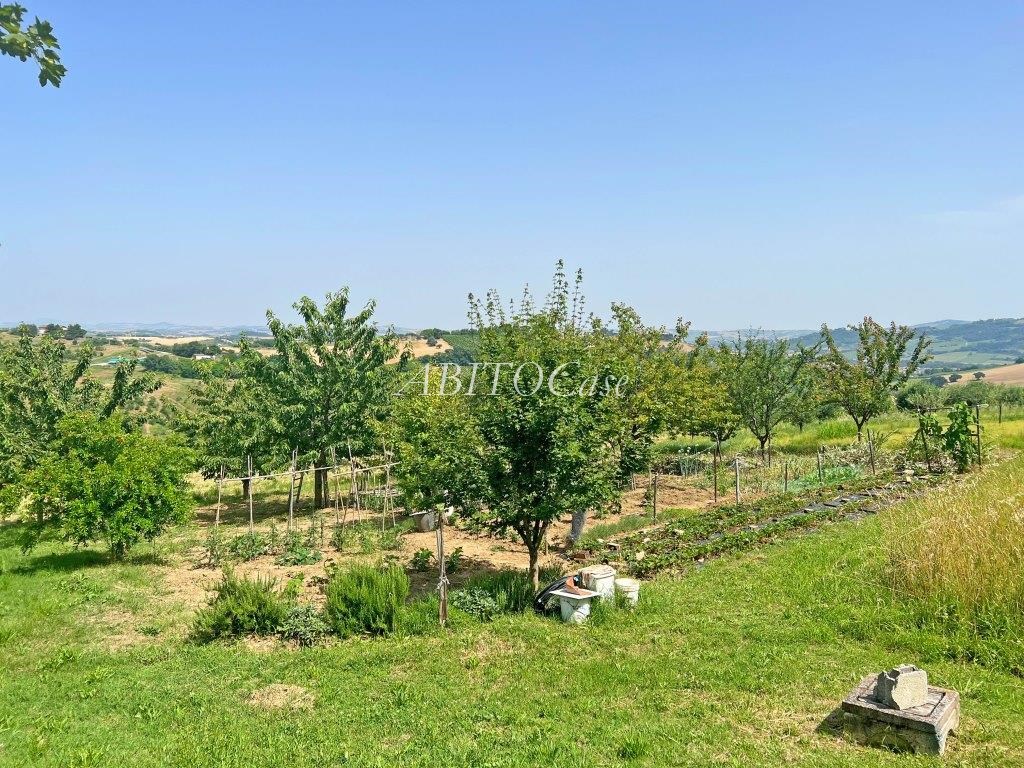 Casale Verdicchio