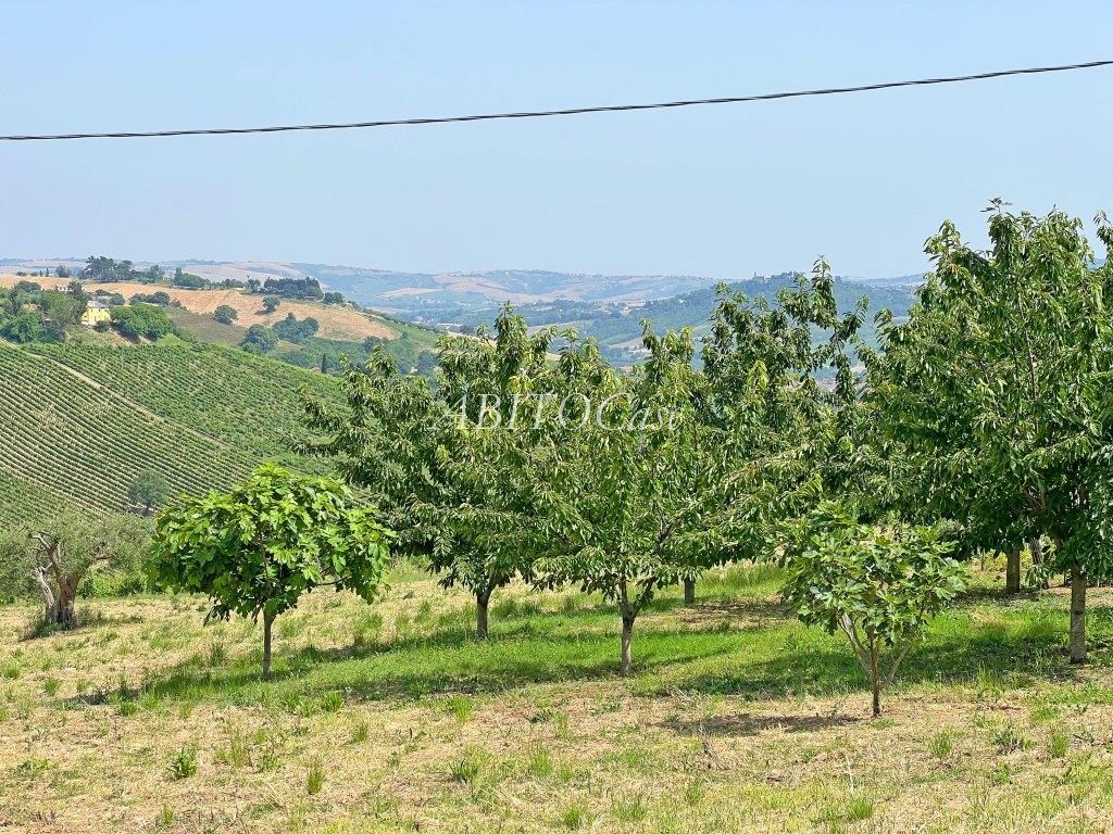 Casale Verdicchio