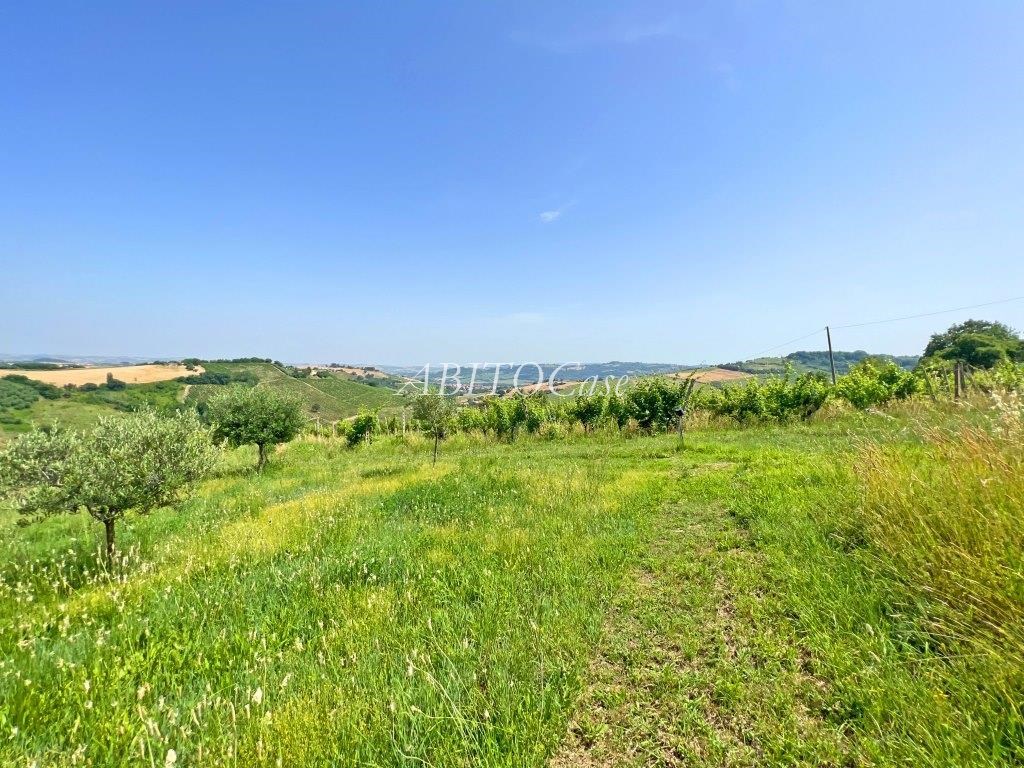 Casale Verdicchio