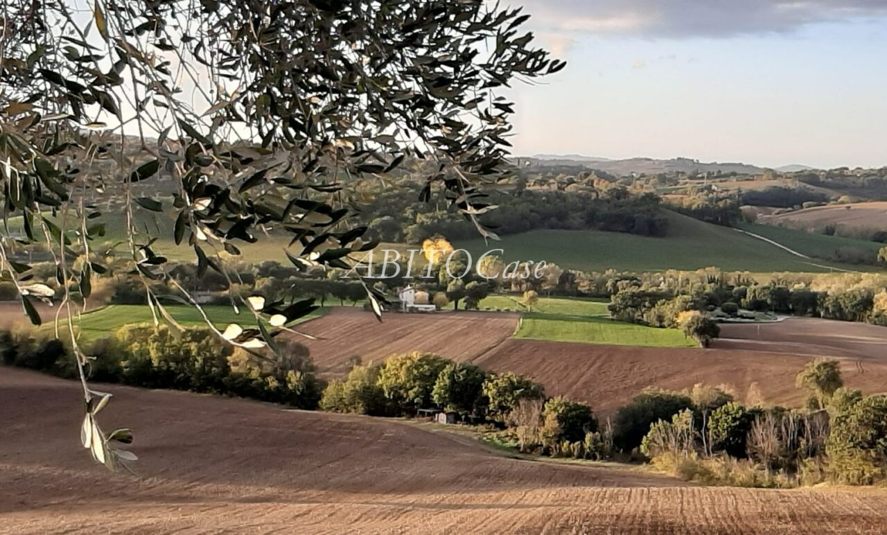 Casale Verdicchio