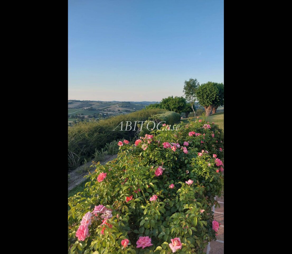 Casale Verdicchio